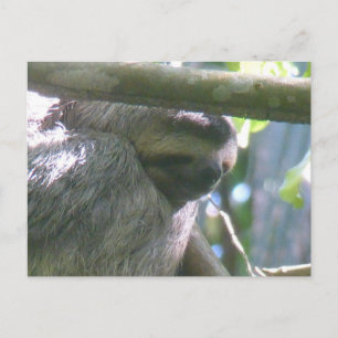 Paresseux mignon du Costa Rica en gros plan carte