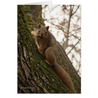Parfois vous vous sentez comme un écrou !