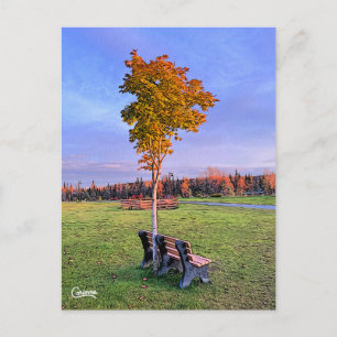 Park Bench Alaska - Postkarte