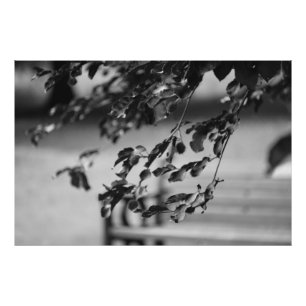 Park Bench Fotodruck