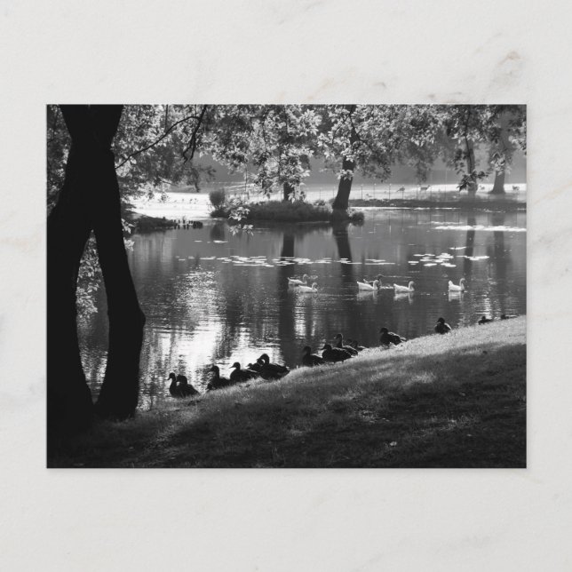 Park Life pccm Postkarte (Vorderseite)