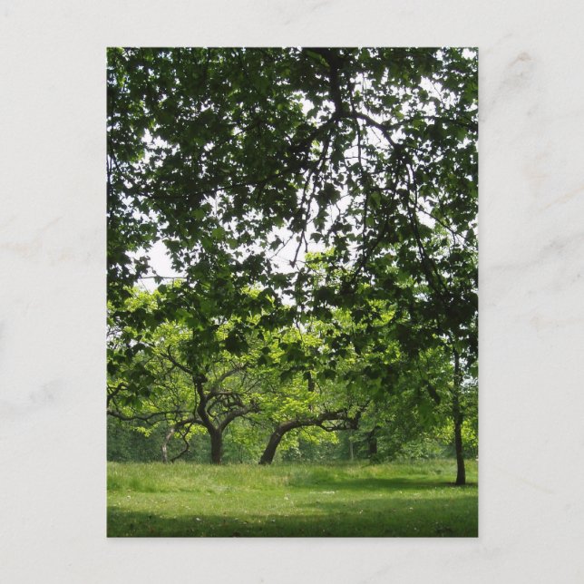 Park Postcard Postkarte (Vorderseite)
