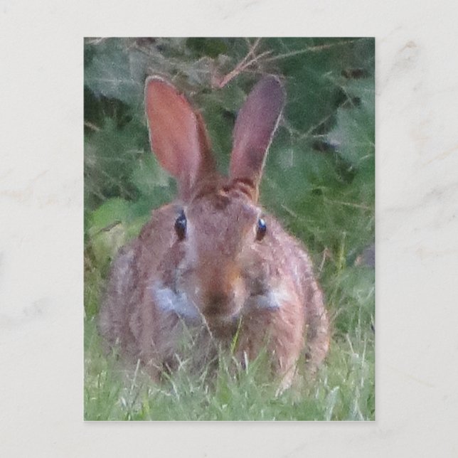 Park Rabbit Nah Up Postkarte (Vorderseite)