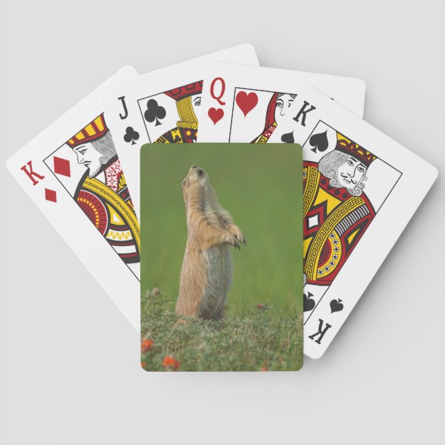 Park USA, South Dakota, Custer Staat Spielkarten (Rückseite)