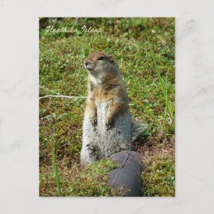 Parkeichhörnchen auf der Insel Unalaska Postkarte