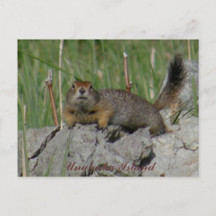 Parkeichhörnchen auf einem Felsen, Insel Unalaska Postkarte
