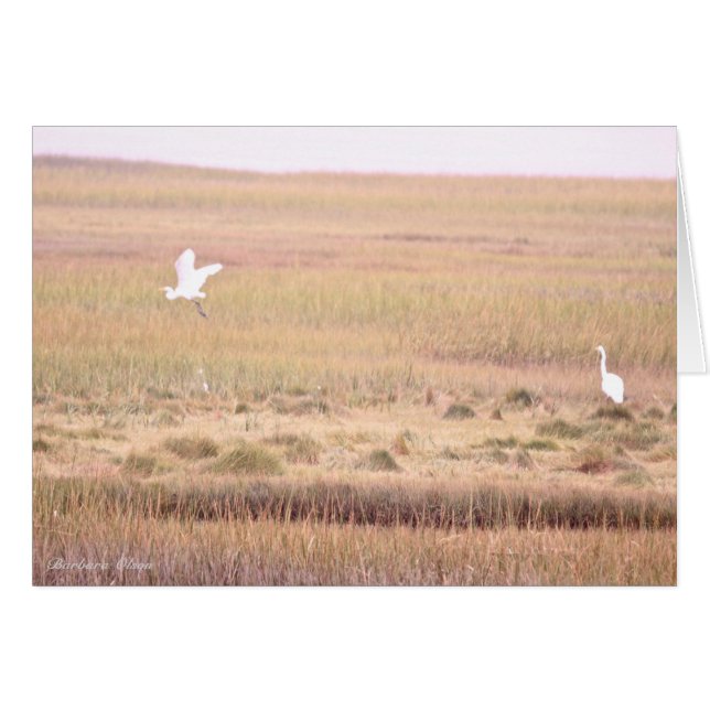 Parker River Wildlife Refugium: Insel Plum (Vorderseite (Horizontal))