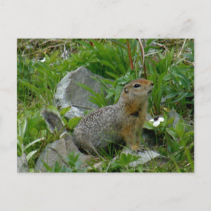 Parkeseichhörnchen, Insel Unalaska Postkarte