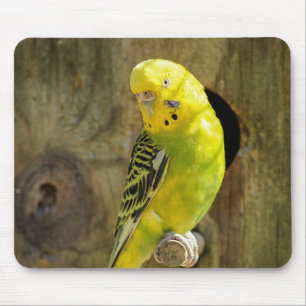Parkett, Natur, gelber Papagei Mousepad