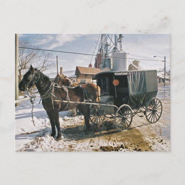 Parkpferd und Buggy Postkarte (Vorderseite)