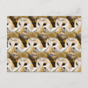 Parlament von Barn Owls Postkarte