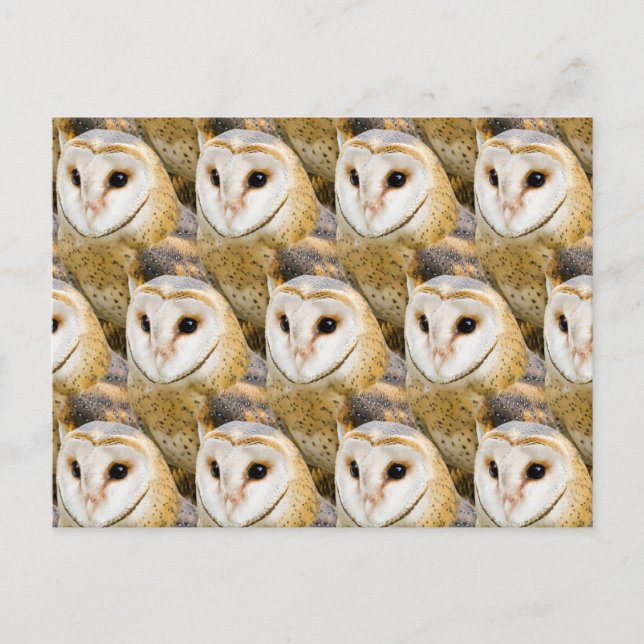 Parlament von Barn Owls Postkarte (Vorderseite)