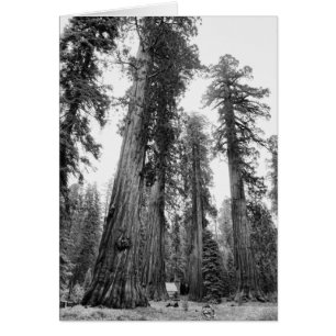 Parmi la carte de Giants