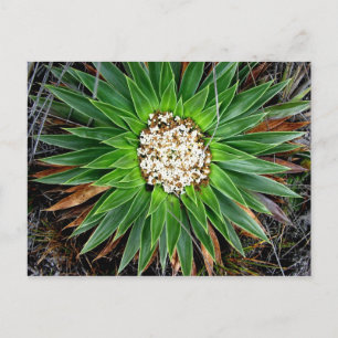 Parque Las Cajas, Ecuador Postkarte