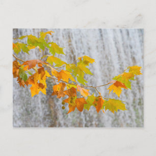 Parque Natural del Monasterio - Herbstlaub Postkarte