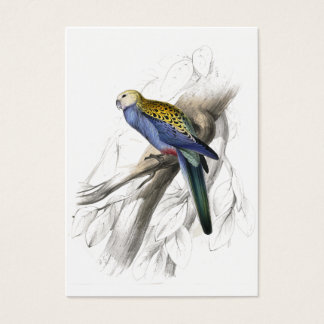 Parrakeet à tête blanche par Edward Lear