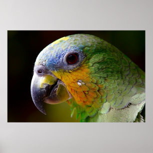 Parrot Bird Tropical Artwork Foto Poster