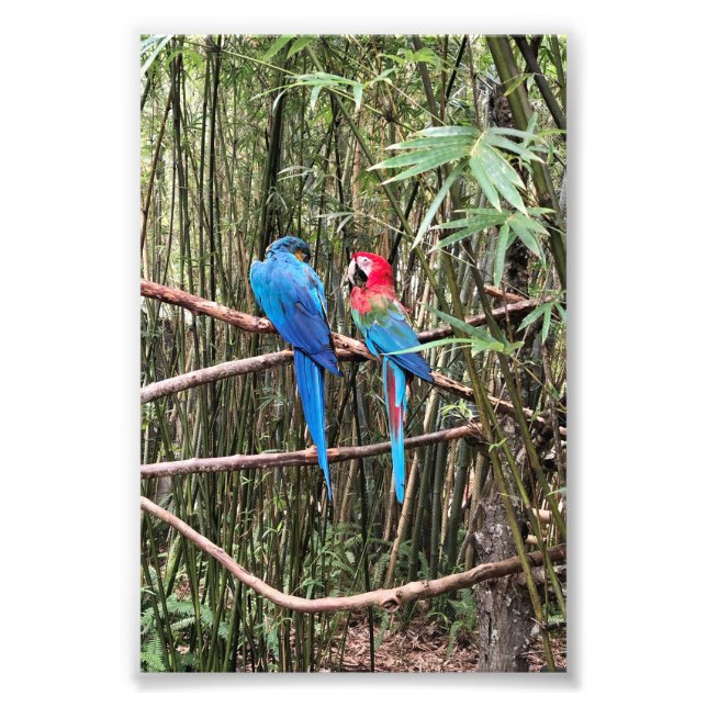 Parrot Bird Tropical Foto (Vorne)