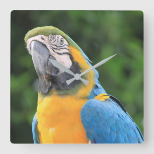 Parrot Clock Quadratische Wanduhr