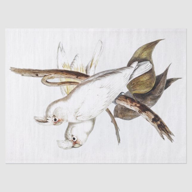 Parrot Cockatoo Bird Vintag Seidenpapier (Vorderseite)