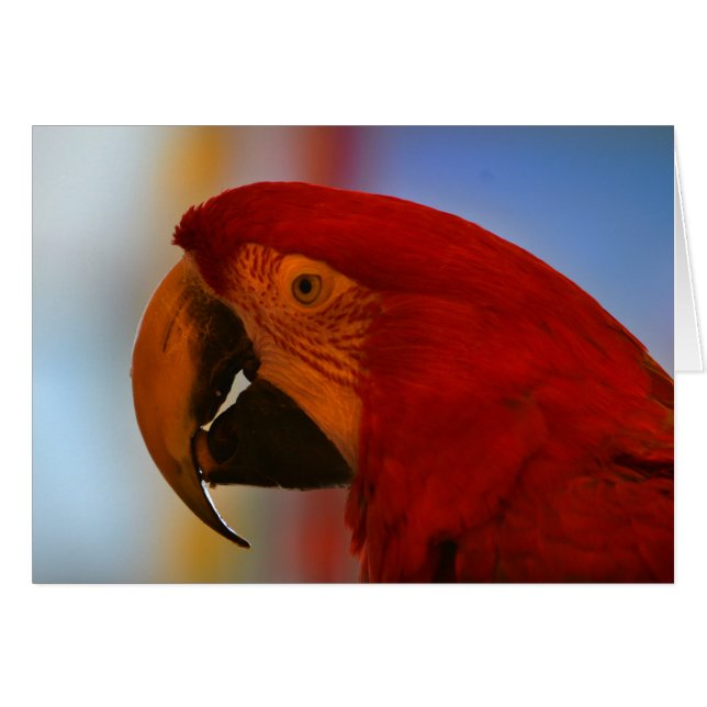 Parrot-Karte (Vorderseite (Horizontal))