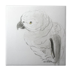 Parrot Listening. . . Fliese