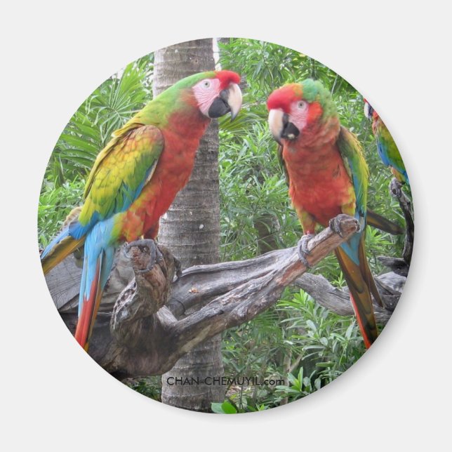 Parrot Magnet (Vorne)