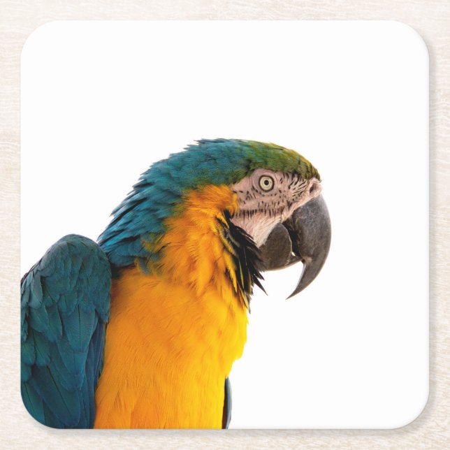 Parrot Notes Rechteckiger Pappuntersetzer (Vorderseite)