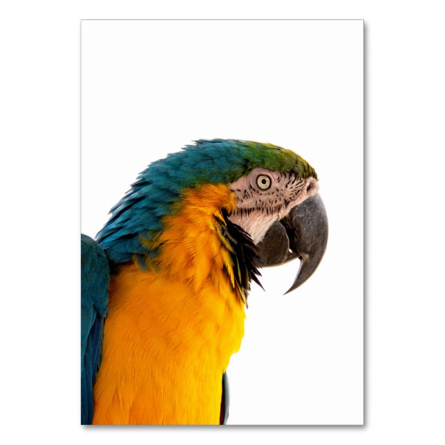 Parrot Notes Tischnummer (Vorderseite)