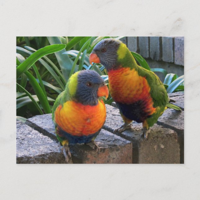 Parrot Pals Postkarte (Vorderseite)