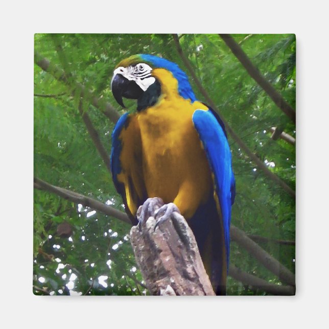Parrot Pose ~ Magnet (Vorne)