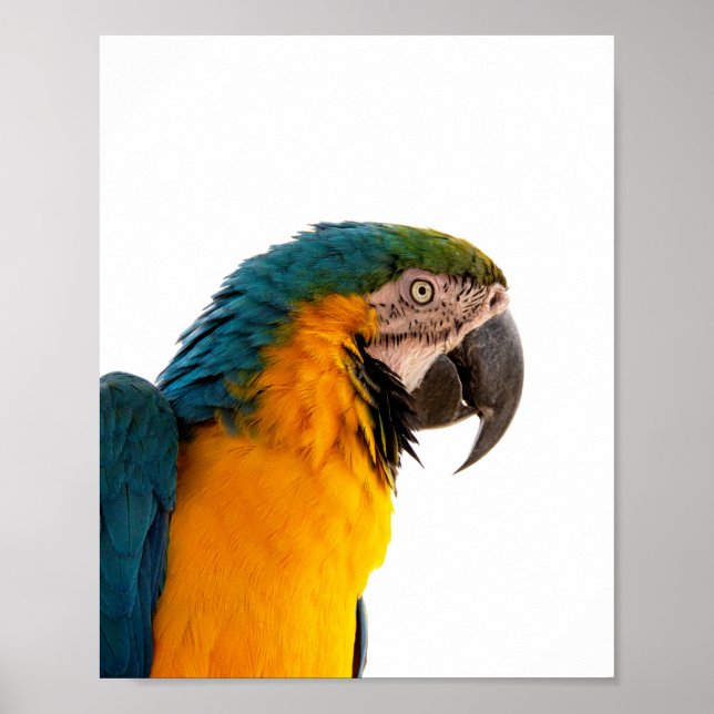 Parrot Post-it Notes Poster (Vorne)