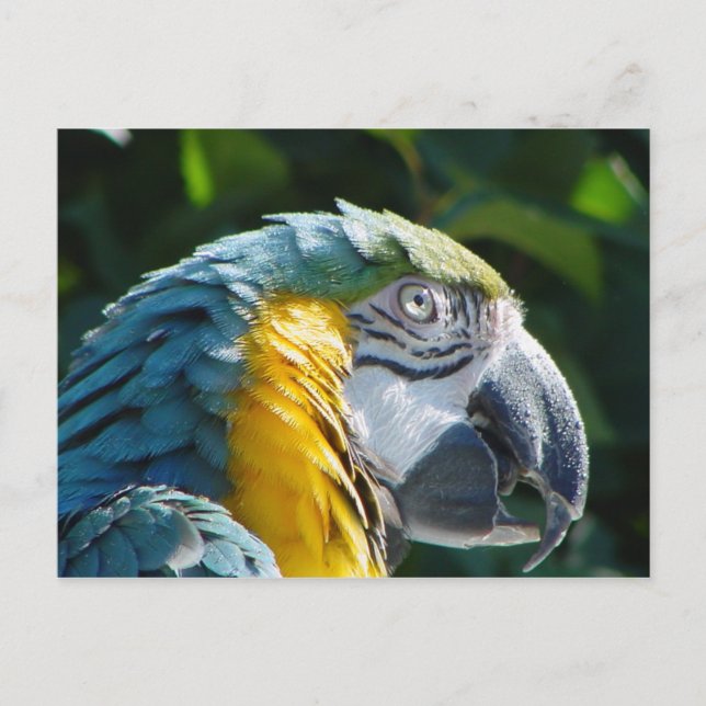 Parrot Postcard Postkarte (Vorderseite)