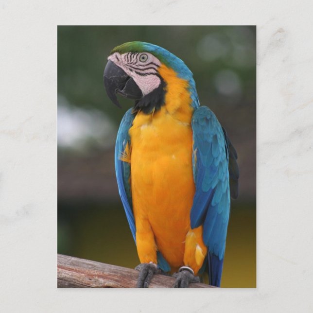 Parrot Postcard Postkarte (Vorderseite)
