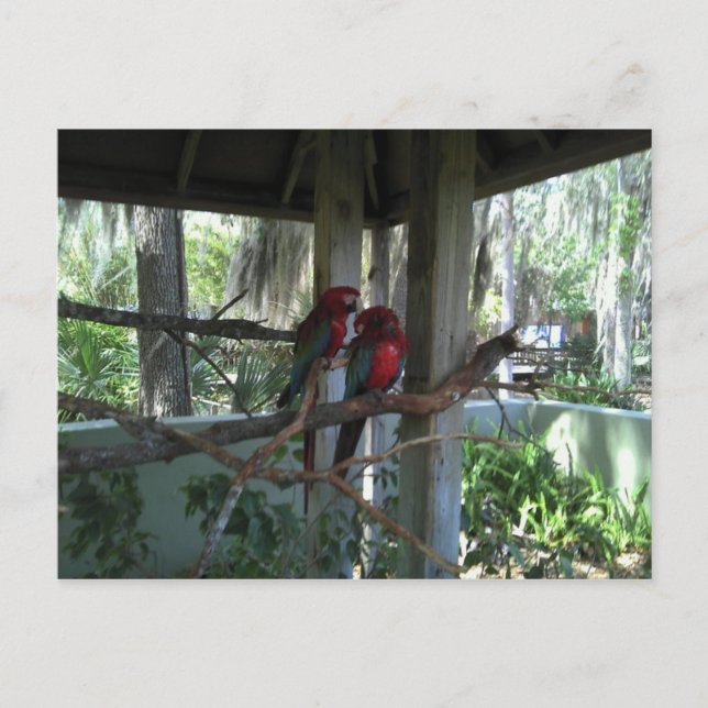 Parrot Postcard Postkarte (Vorderseite)