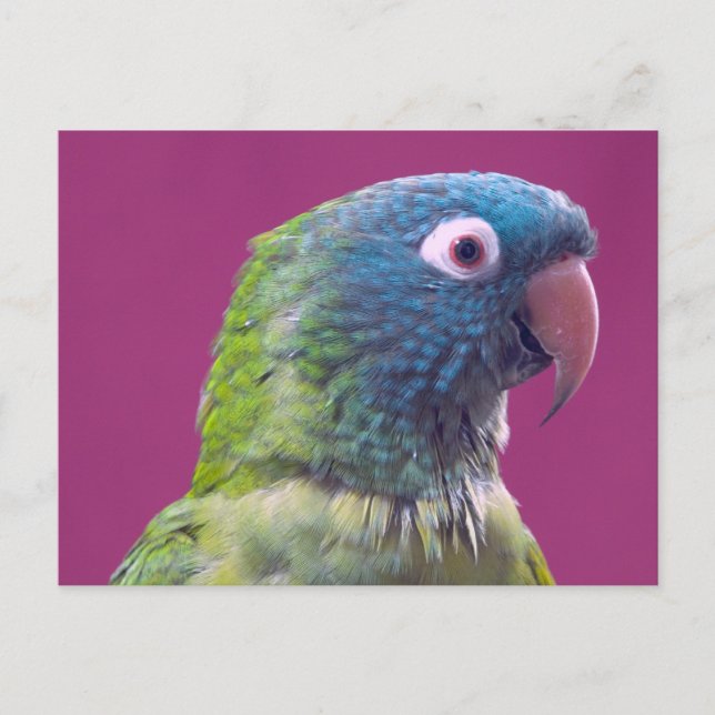 Parrot Postcard Postkarte (Vorderseite)