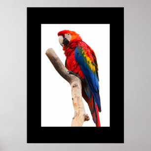 Parrot Poster