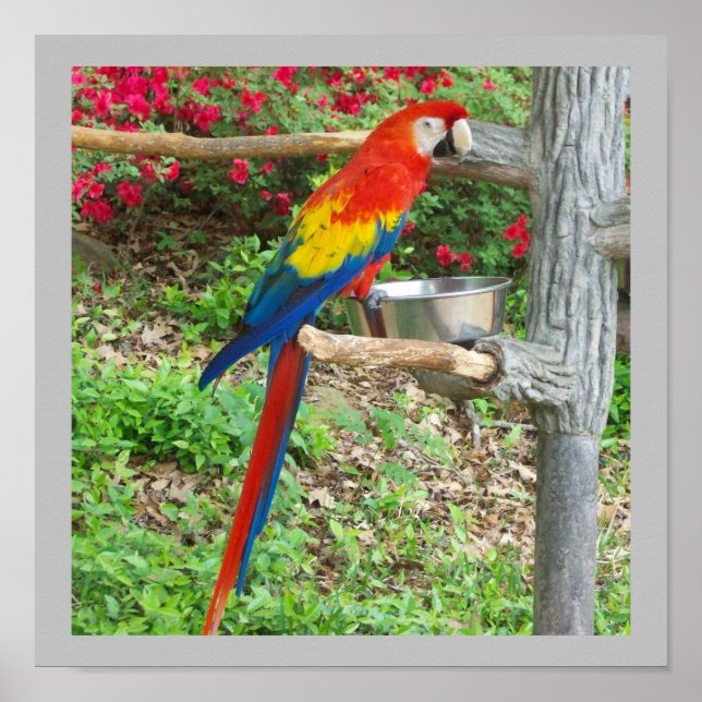Parrot Poster (Vorne)