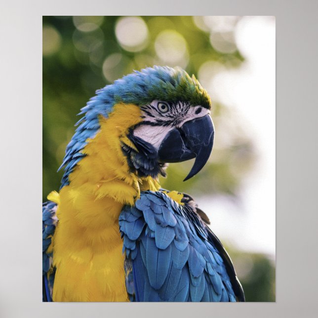 Parrot-Profil-Portrait-Foto Poster (Vorne)
