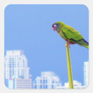 ~Parrot~ STICKER, WERBUNG, ZURÜCK Quadratischer Aufkleber