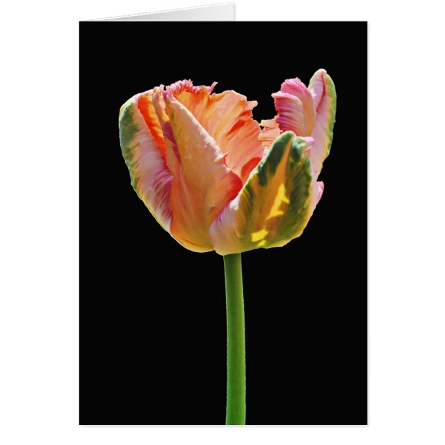 Parrot Tulip (Vorne)