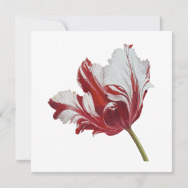 Parrot Tulip 10x  Karte