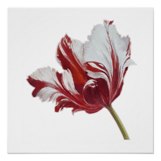 Parrot Tulip Fine Art Print Poster (Vorderseite)