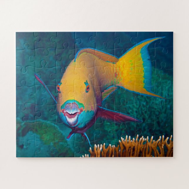 Parrotfish - auffallendes Make-up! Farbiges Foto | (Horizontal)