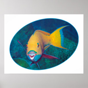 Parrotfish Unterwasserfoto - Fotografie Poster