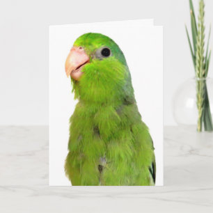 Parrotlet Bird Vermisst Sie grüßen Beileid Karte