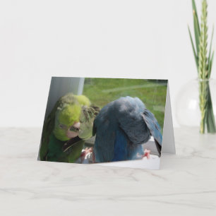 Parrotlet Birds Humourous Greeting Card Foto Karte