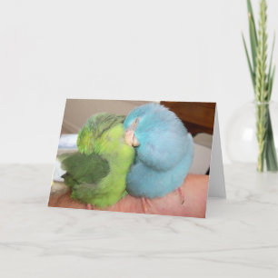 Parrotlet liebt Vögel "in den Armen sicher" Gruß Karte