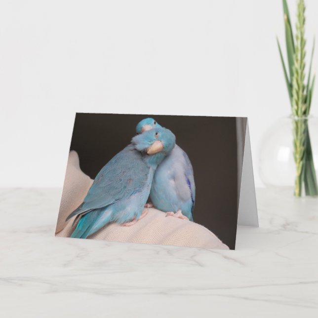 Parrotlet Pals Pacific Blue Birds Grußkarte Karte (Vorderseite)