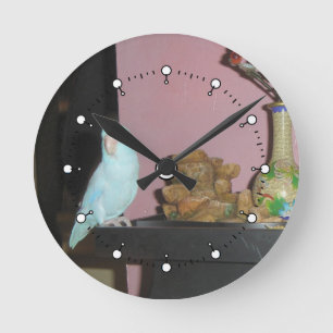 Parrotlet Wanduhr ** gelesene Beschreibung